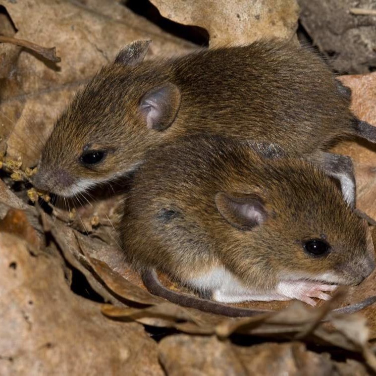 Уничтожения мышей в частном доме в Пинске?