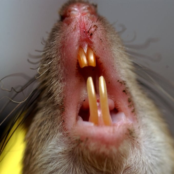 Дератизация крыс в Пинске?